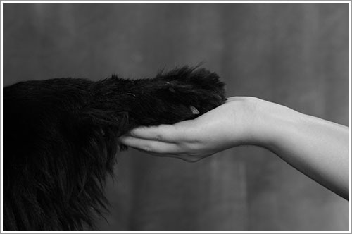 Align Chiropractic & Acupuncture in Fairmont, MN